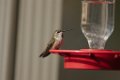 Rufous Hummingbird 2012-12-13
